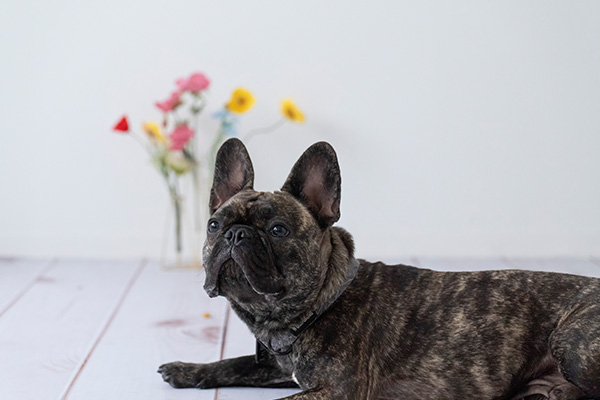 Le Mieux Photo Gallery4