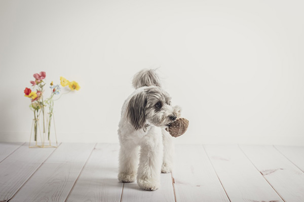 Le Mieux Photo Gallery4
